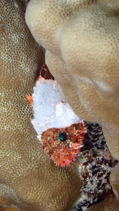 Scorpaenodes parvipinnis - Mamala Bay, HI, US