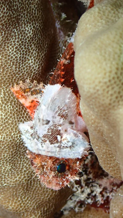 Scorpaenodes parvipinnis - Mamala Bay, HI, US