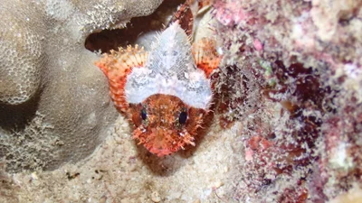 Scorpaenodes parvipinnis - Mamala Bay, HI, US
