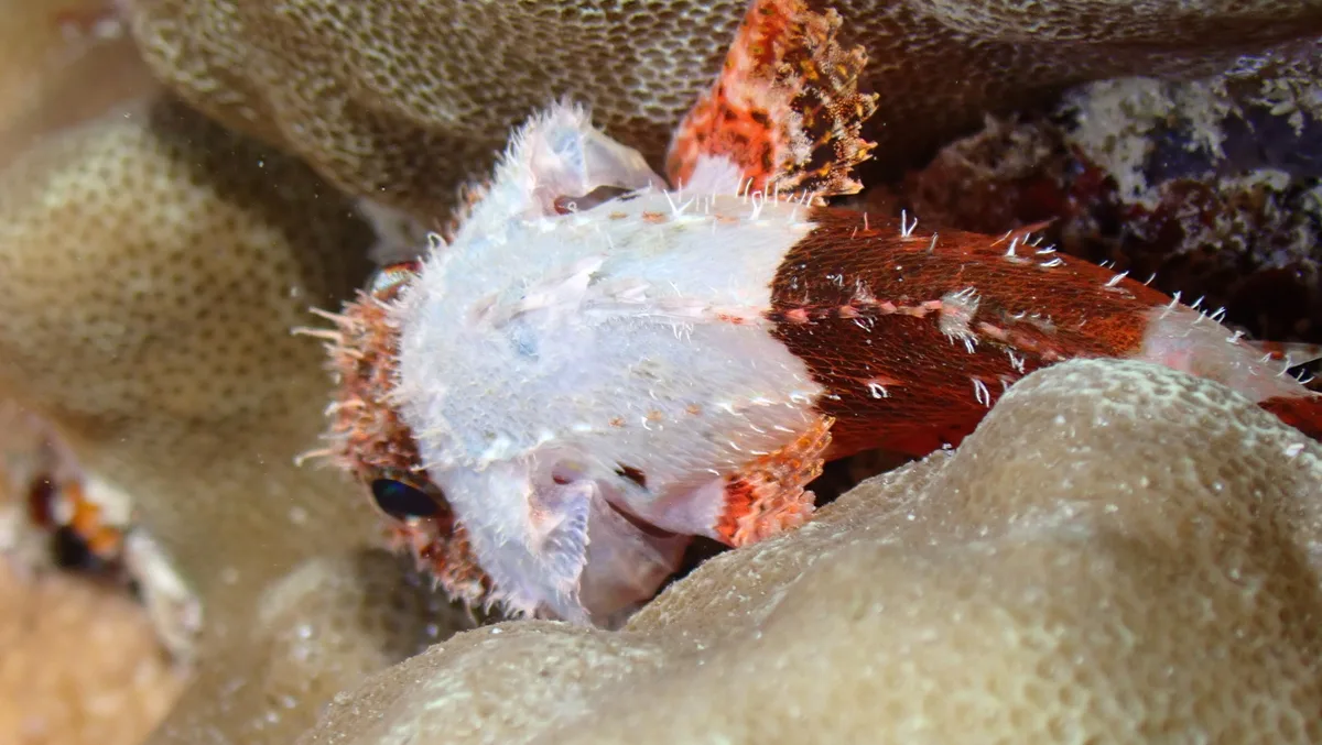 Scorpaenodes parvipinnis - Mamala Bay, HI, US