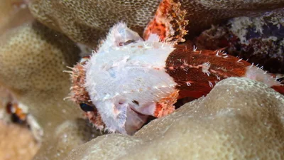 Scorpaenodes parvipinnis - Mamala Bay, HI, US