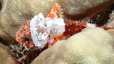 Scorpaenodes parvipinnis - Mamala Bay, HI, US