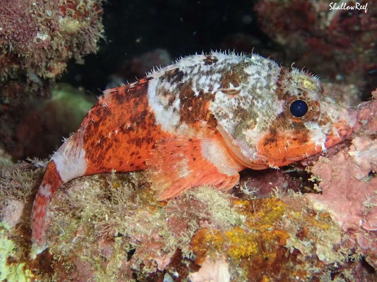 Scorpaenodes parvipinnis - Hawaii, US
