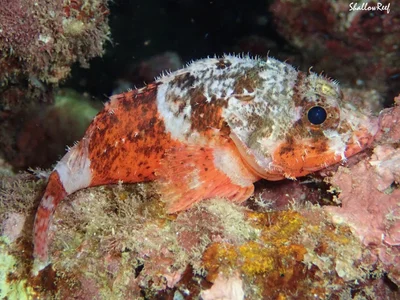 Scorpaenodes parvipinnis - Hawaii, US