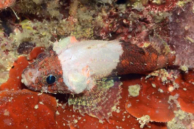 Scorpaenodes parvipinnis - Tingloy, Batangas, Philippines