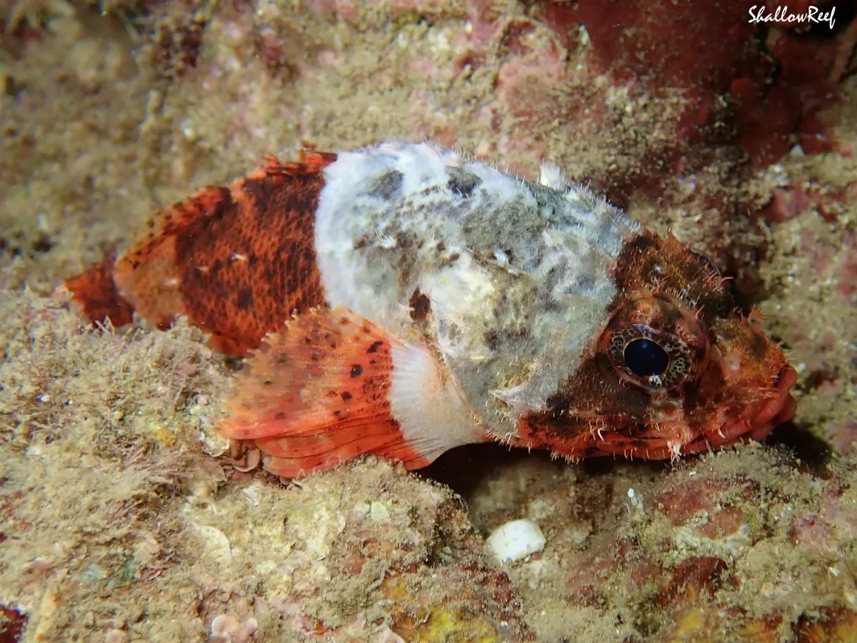 Scorpaenodes parvipinnis - Hawaii, US