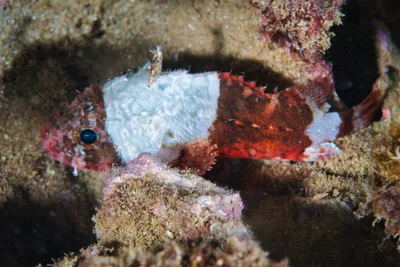 Scorpaenodes parvipinnis - Haleiwa, HI 96712, USA