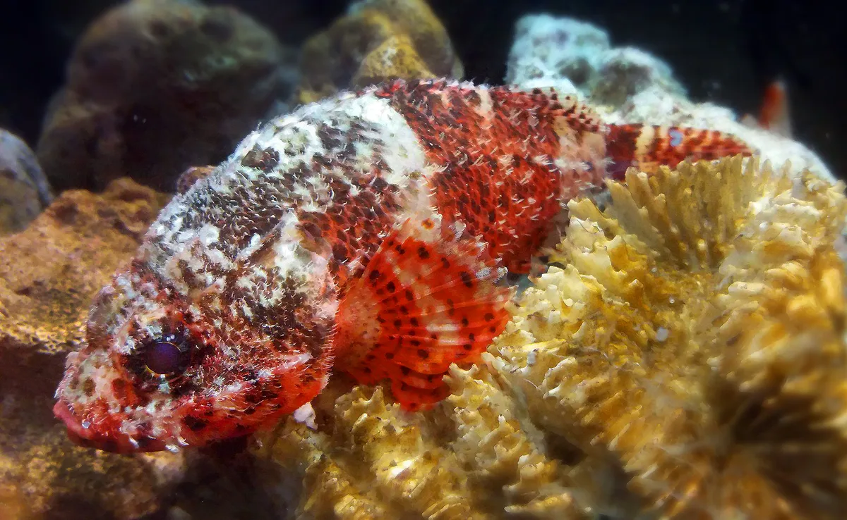 Scorpaenodes parvipinnis - Ala Moana, Honolulu, HI, USA