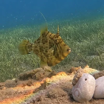 Lozenge filefish