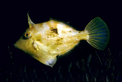 Lozenge filefish