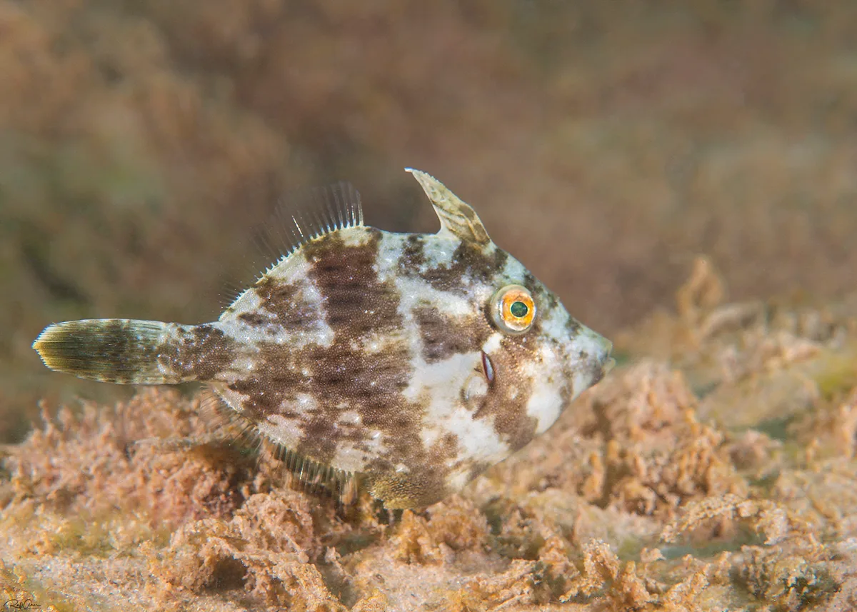 Lozenge filefish