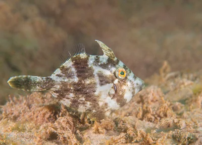 Lozenge filefish