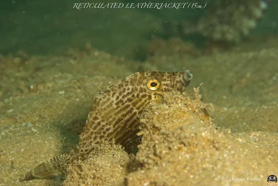 STEPHANOLEPIS DIASPROS (15cm)