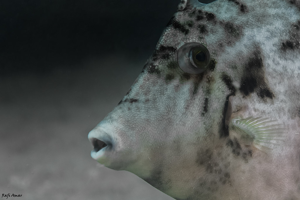 Reticulated Leatherjacket - Stephanolepis diaspros