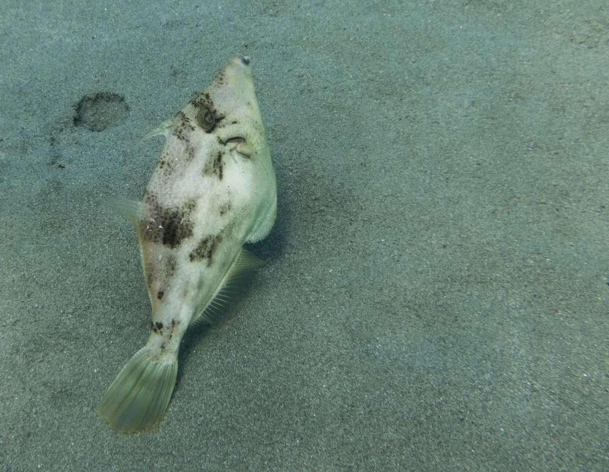 Reticulated Filefish (Stephanolepis diaspros (Fraser-Brunner, 1940))