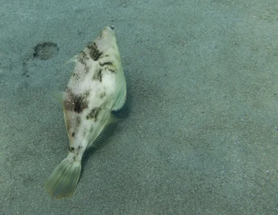 Reticulated Filefish (Stephanolepis diaspros (Fraser-Brunner, 1940))