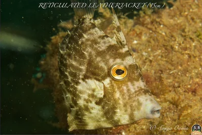 STEPHANOLEPIS DIASPROS (15cm) (1)