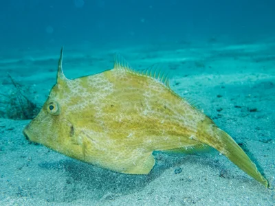 Reticulated leatherjacket (Stephanolepis diaspros  (Fraser-Brunner, 1940))