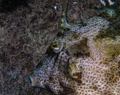 Reticulated Filefish (Stephanolepis diaspros (Fraser-Brunner, 1940))