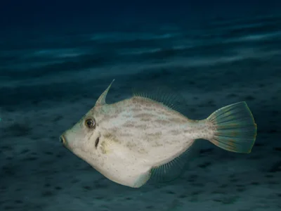 Reticulated leatherjacket (Stephanolepis diaspros  (Fraser-Brunner, 1940))