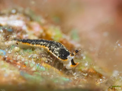 Dermatobranchus fortunatus