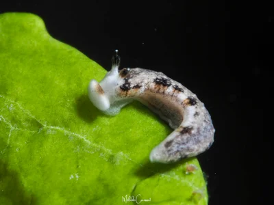 Dermatobranchus fortunatus - Tumbak, Pusomaen, Kabupaten de Minahasa du Sud-Est, Sulawesi du Nord 95997, Indonésie