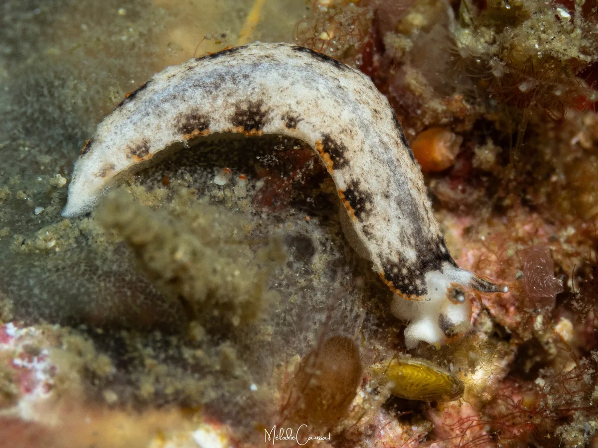 Dermatobranchus fortunatus - Bitung, ID-SW, ID