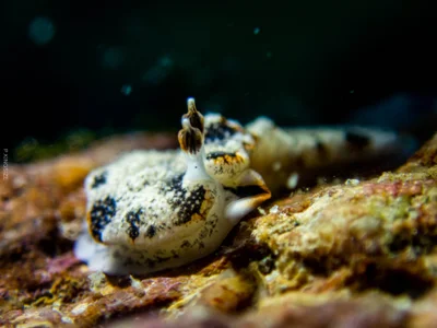 Dermatobranchus fortunatus - Sattahip, TH-CB, TH