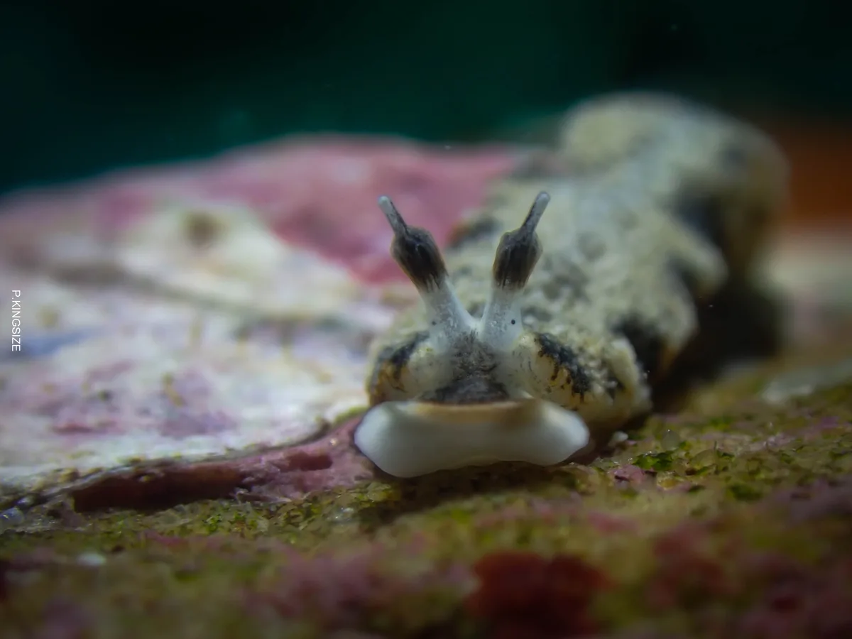 Dermatobranchus fortunatus - Sattahip, TH-CB, TH