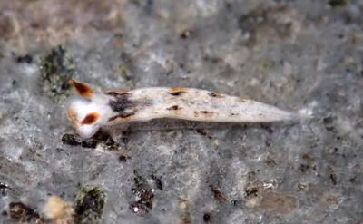 Dermatobranchus fortunatus - Tingloy, PH-BT, PH