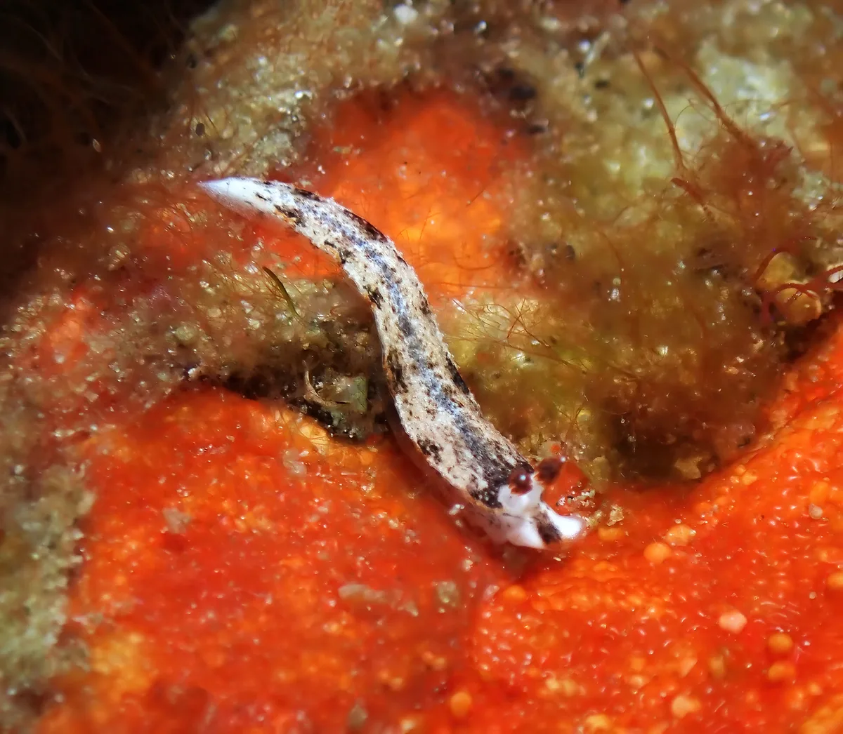 Dermatobranchus fortunatus - Tingloy, Batangas, Philippines