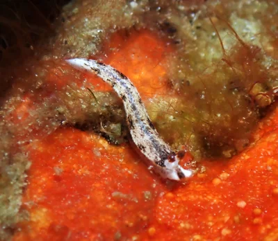 Dermatobranchus fortunatus - Tingloy, Batangas, Philippines