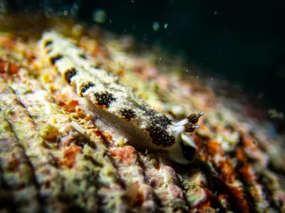 Dermatobranchus fortunatus - Sattahip, TH-CB, TH