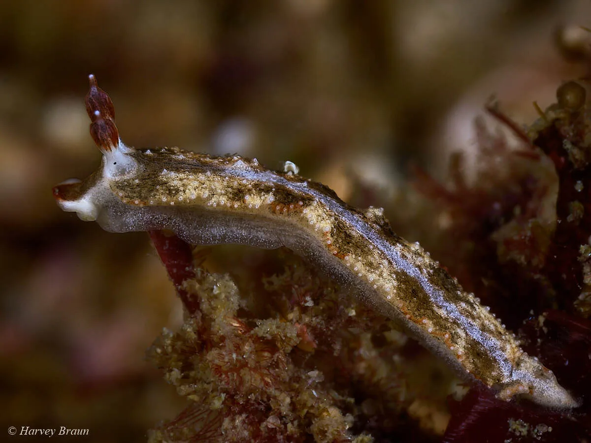Dermatobranchus fortunatus - Gneering Shoal, Australia