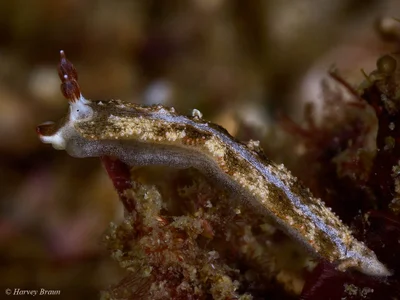 Dermatobranchus fortunatus - Gneering Shoal, Australia