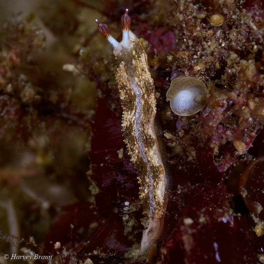 Dermatobranchus fortunatus - Gneering Shoal, Australia