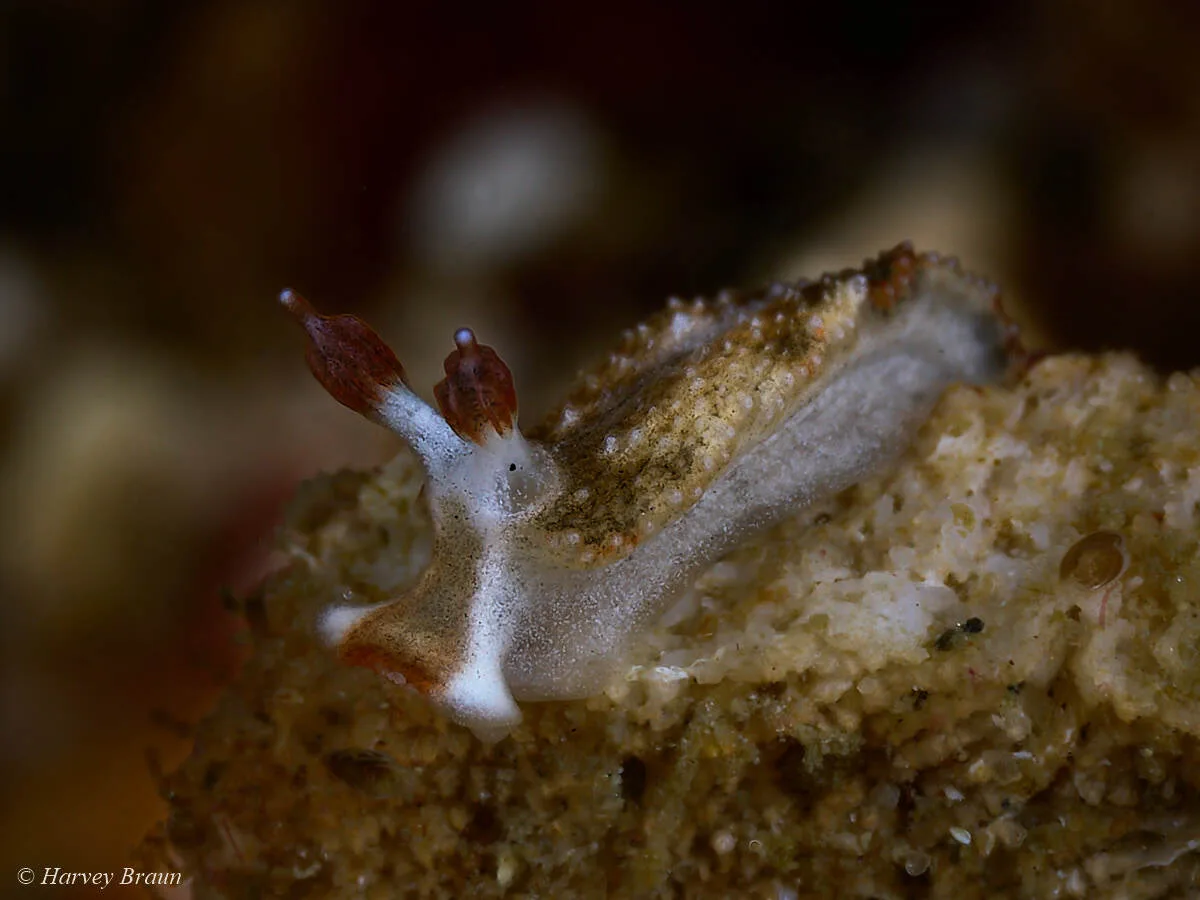 Dermatobranchus fortunatus - Gneering Shoal, Australia