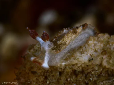 Dermatobranchus fortunatus - Gneering Shoal, Australia