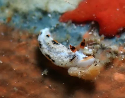 Dermatobranchus fortunatus - Tingloy, Batangas, Philippines