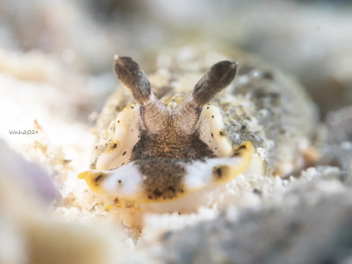 Dermatobranchus fortunatus - 印尼