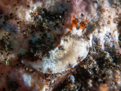 Dermatobranchus fortunatus - Tulamben, Karangasem Regency, Bali, Indonesia