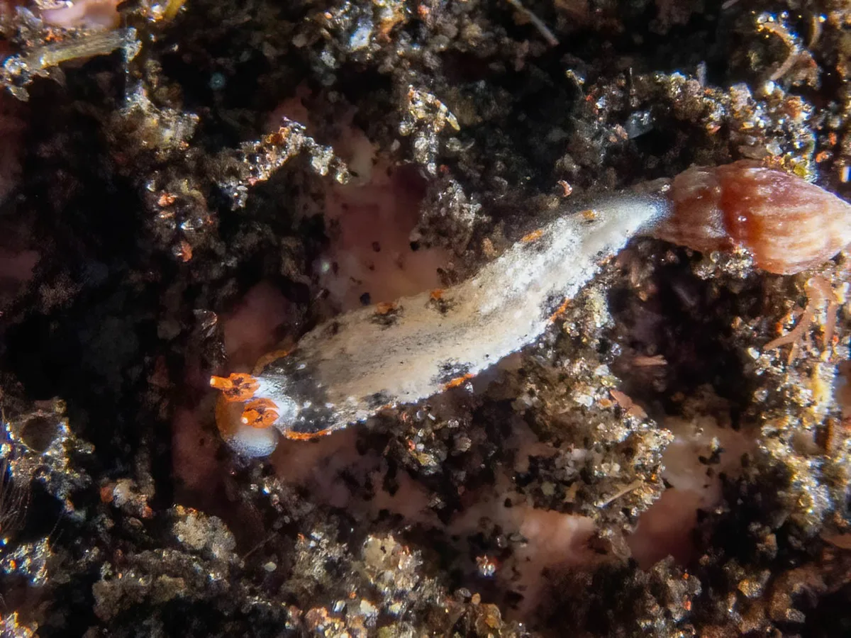 Dermatobranchus fortunatus - Tulamben, Karangasem Regency, Bali, Indonesia