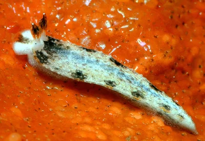 Dermatobranchus fortunatus - Caban Island, Batangas, Philippines