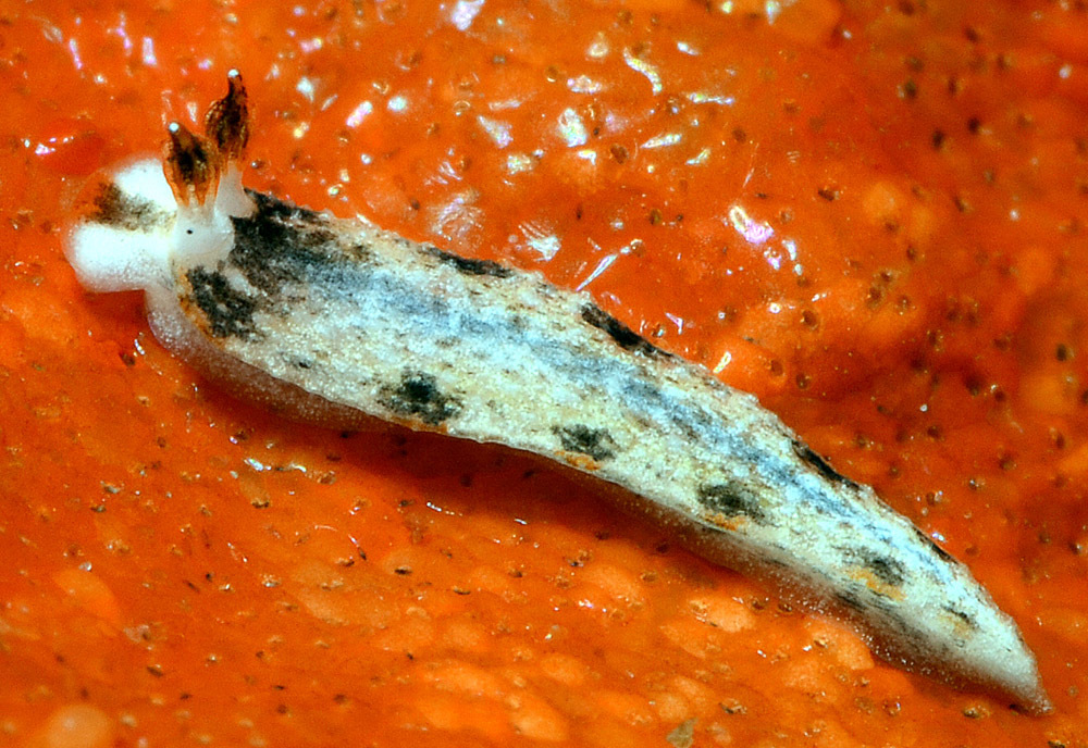 Dermatobranchus fortunatus - Caban Island, Batangas, Philippines