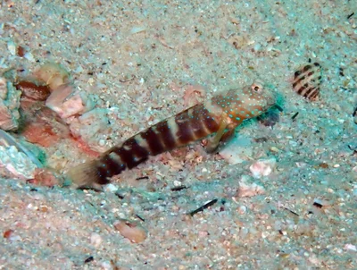Cryptocentrus lutheri - Bandar khayran, Oman