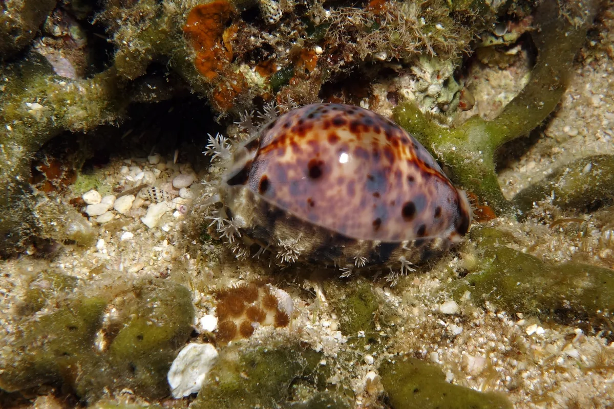 Lynx Cowry, Lyncina lynx (Linnaeus, 1758)