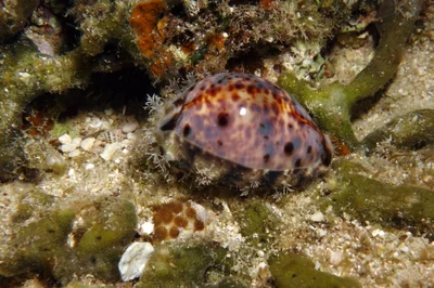 Lynx Cowry, Lyncina lynx (Linnaeus, 1758)