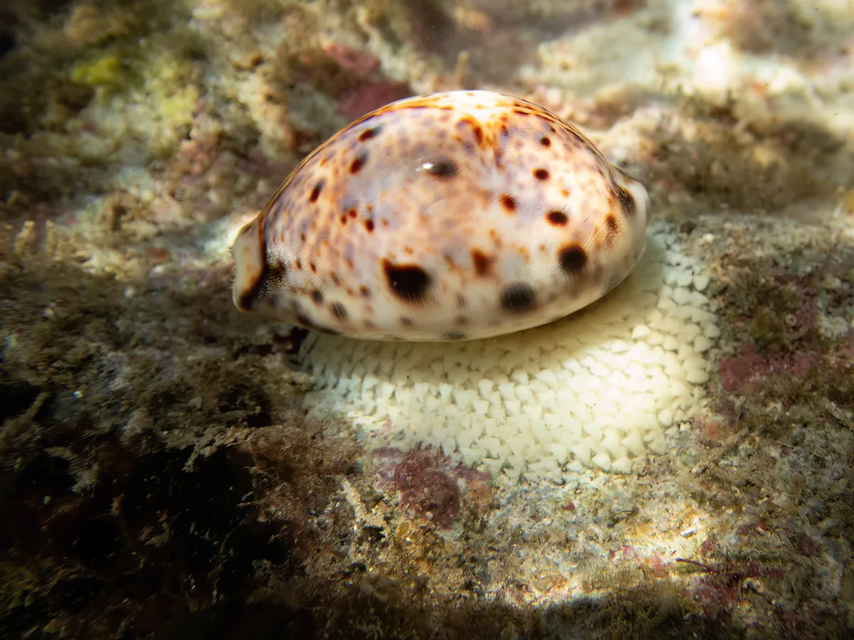 Lyncina lynx