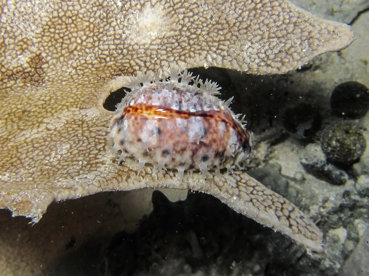 Lyncina lynx - Wayag, Indonesia