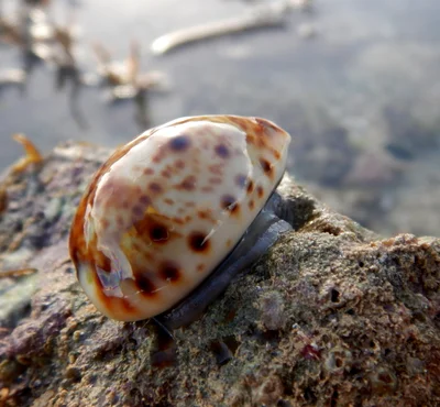 Lyncina lynx - Récif Ricaudy